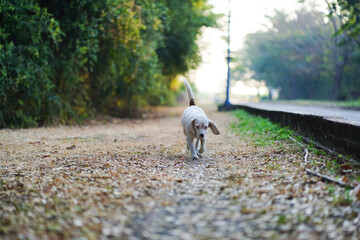 An adorable white fur beagle dog is walking on the rural road.