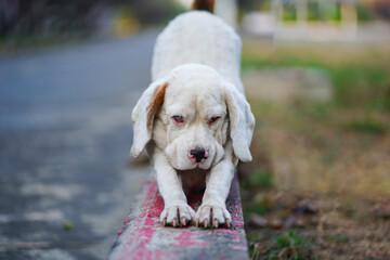 An adorable white fur beagle dog shows its behavior a forward stretching gesture.