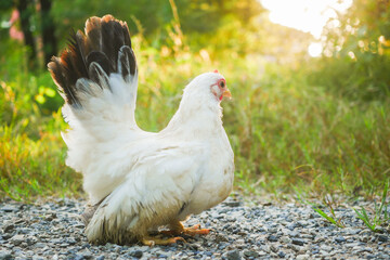 Free range white Thai bantam chickens outdoors in early morning light in a garden.