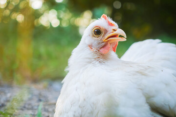 Free range white Thai bantam chickens outdoors in early morning light in a garden.