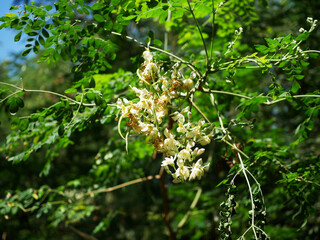 Moringa flowers, Moringa leaves and flowers