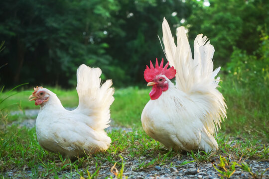 Free range white Thai bantam chickens outdoors in early morning light in a garden.