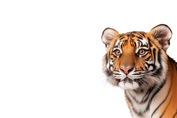 Obraz premium A close-up of a tiger showcasing its striking facial features and vibrant fur patterns.