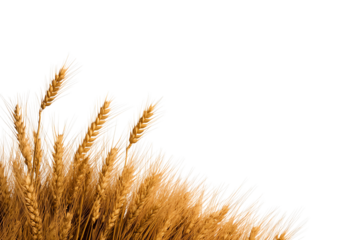 Golden wheat stalks stand tall, showcasing their vibrant color and texture, embodying the essence of harvest and agricultural abundance.