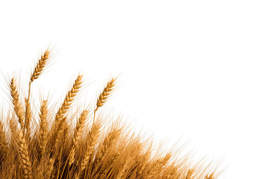 Golden wheat stalks stand tall, showcasing their vibrant color and texture, embodying the essence of harvest and agricultural abundance.