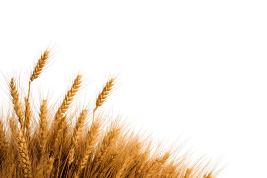 Golden wheat stalks stand tall, showcasing their vibrant color and texture, embodying the essence of harvest and agricultural abundance.