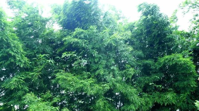 Bamboo in the Wind