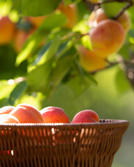 Tasty fresh apricot fruit in basket on green background