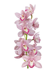 Flowering branch of cymbidium orchids on white background isolated.