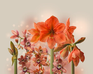 Amaryllis Hippeastrum Galaxy Group 