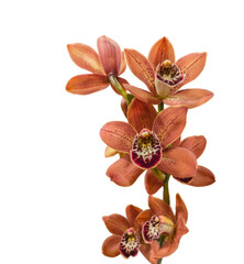 Flowering branch of cymbidium orchids on white background isolated.