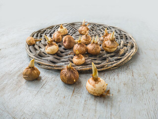 Garden crocus corms with sprouts before planting for forcing