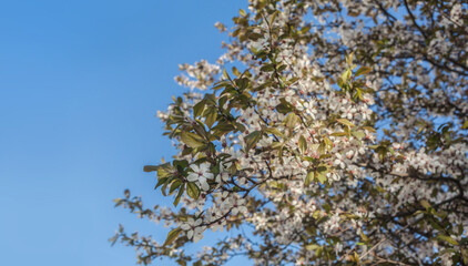 Blooming cherry branch against the sky on a sunny day