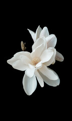 Fototapeta premium magnolia flowers