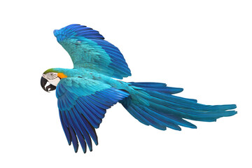 Colorful flying Blue and Gold Macaw parrot isolated on transparent background png file