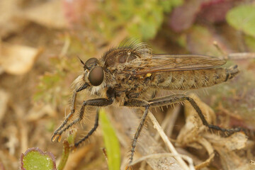Natural closeup on a Fan-bristled robberfly , Dysmachus trigonus, sitting on the ground