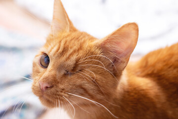 A detailed close up of an orange cat intently gazing at the camera