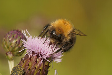 Closeup on a worker tree bumblebee, Bombus hypnorum on a purple thistle flower