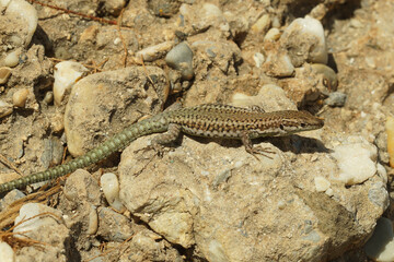 Closeup on an Andalusian Wall Lizard, Podarcis vaucheri at the Southern Spanish coast