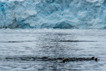 Telephoto of a group of Gentoo Penguins -Pygoscelis papua- jumping and swimming among the Antarctic sea ice. Antarctic Peninsula.