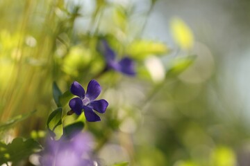 fiori di pervinca in primavera
