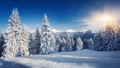 Majestic white spruces glowing by sunlight. Picturesque and gorgeous wintry scene. Location place Carpathian national park, Ukraine, Europe. Alps ski resort. Blue toning. Happy New Year! Beauty world.