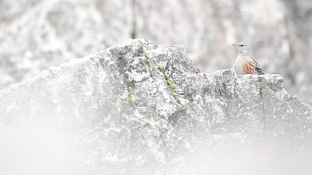 Eating among the rocks, the Alpine accentor (Prunella collaris)