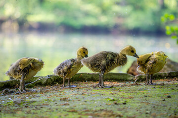 Küken der Kanadagans nach dem Baden im Teich.
