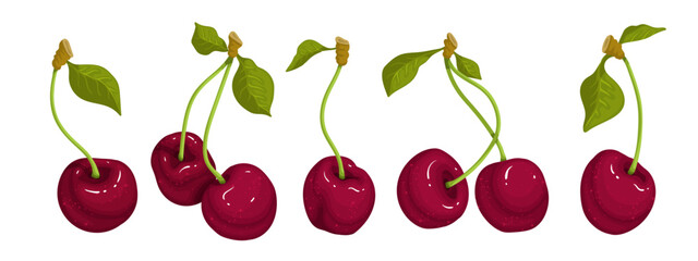 Set of ripe berries of juicy cherries with green leaves. Vector graphics.