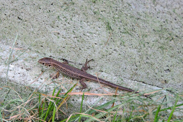 A wild sand lizard on a concrete block next to green grass