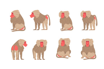 Set of Macaque. Ape with grey hair and red face. Cartoon style animal. Vector illustration isolated on white background