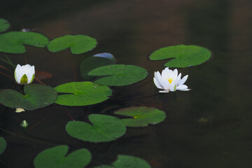 Water Lily in spring garden 