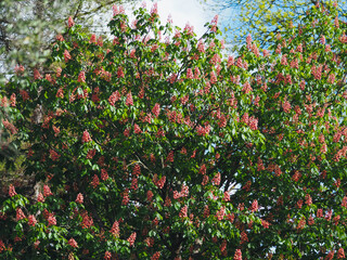 Plants in spring garden 