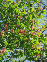 Plants in spring garden 