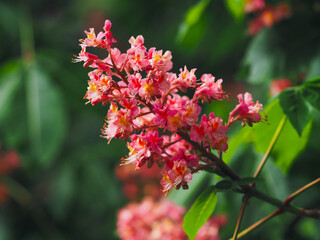Plants in spring garden 