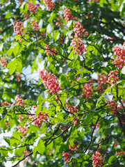 Plants in spring garden 