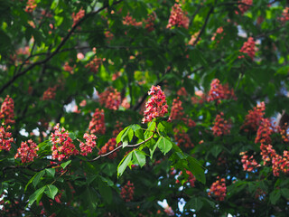 Plants in spring garden 