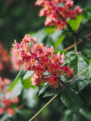 Plants in spring garden 
