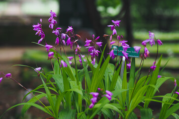 Orchid in spring garden 