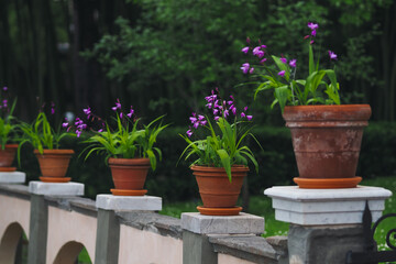 Orchid in spring garden 