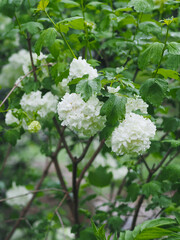 Hydrangea in spring garden 