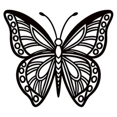 butterfly on black background