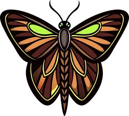 butterfly on a white background