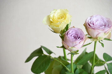 Fototapeta premium 黄色と紫の薔薇