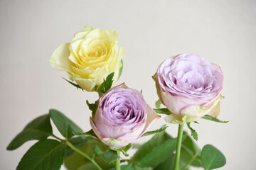 紫と黄色のばら