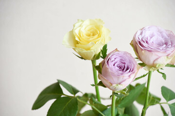 紫と黄色のばら