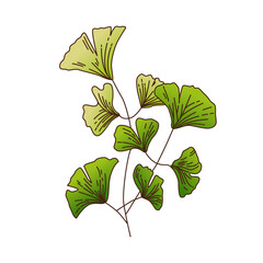 Green Ginkgo Leaf Branch Isolated on White. Vector Design Element Illustration.