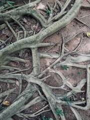 Interconnected tree roots sprawling across a natural soil background with scattered leaves and small plants, symbolizing growth
