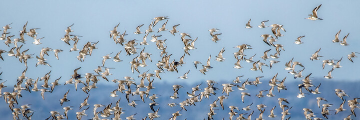 Panorama of large wader flock against diffused blue background