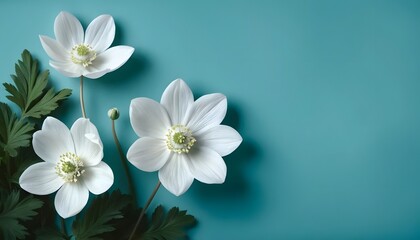 Elegant close-up of white jasmine flowers on a light blue background